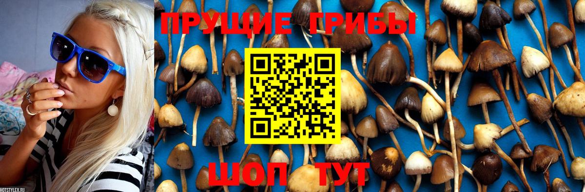 Галлюциногенные грибы Psilocybine cubensis Сибай