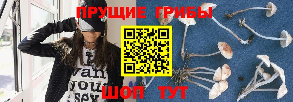Псилоцибиновые грибы Psilocybe  Псилоцибиновые грибы MAGIC MUSHROOMS  купить  цена  Сибай  Вход с VPN 
